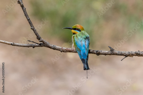 Rainbow bee-eater (Merops ornatus) on branch