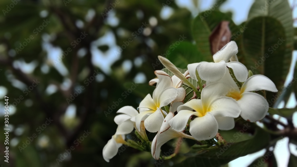 white flowers of tree in spring white flowers of tree in spring