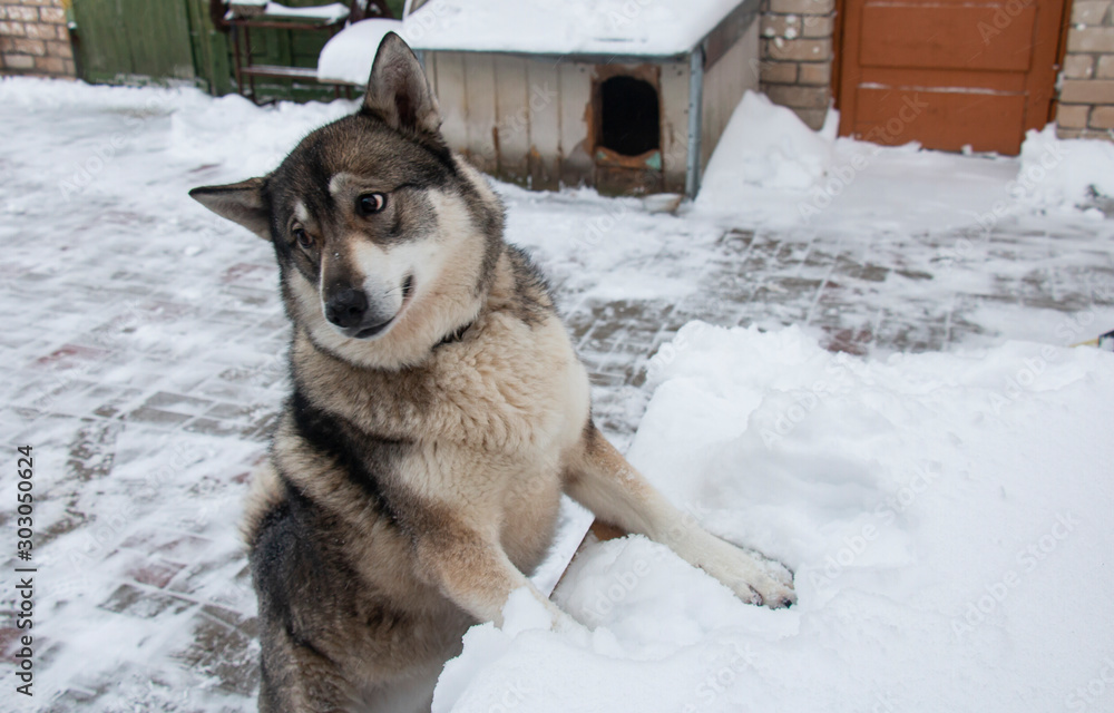 Naklejka premium West Siberian husky in the winter on the street in the courtyard of the house
