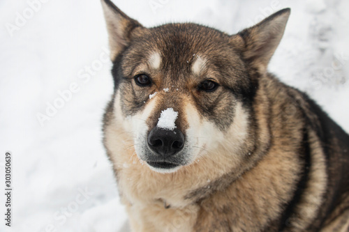 dog winter siberian husky in winter outdoors on the nose snow
