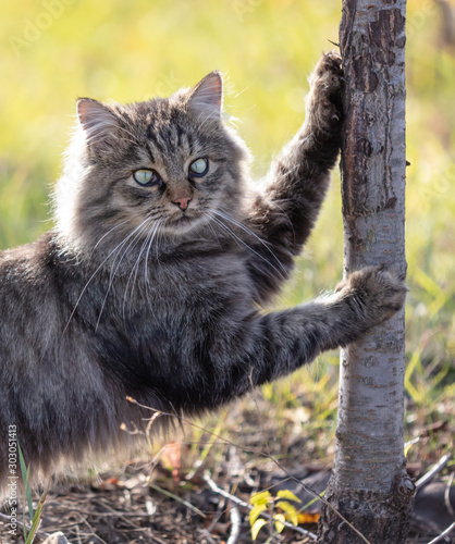 The cat sharpens its claws on a tree in nature