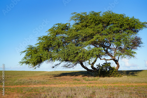 Tree growing in the middle of the desert. Concept of alone and resilience.