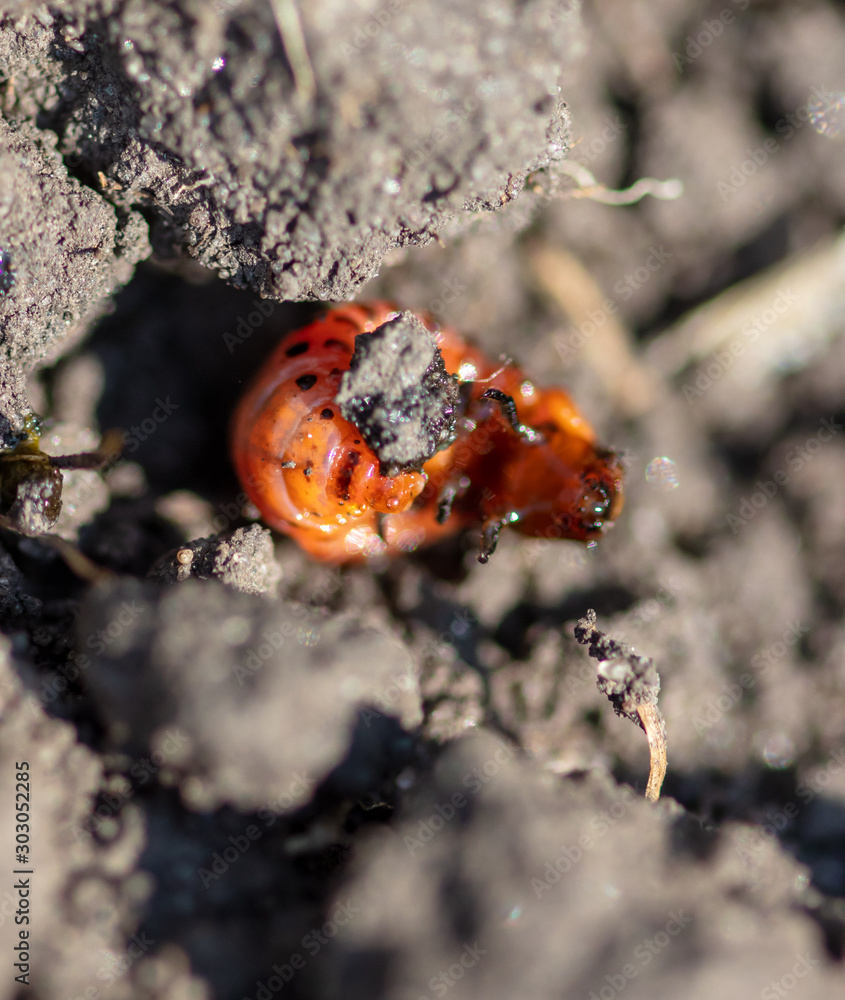 Colorado potato beetle on the ground in the garden Colorado potato beetle on the ground in the garden