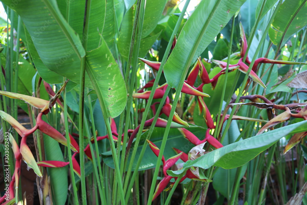 Fototapeta premium Overgrowth and leaves with flowers of tropical plant red