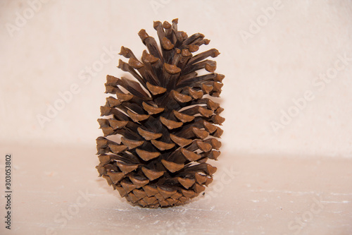 pine cone on a black background