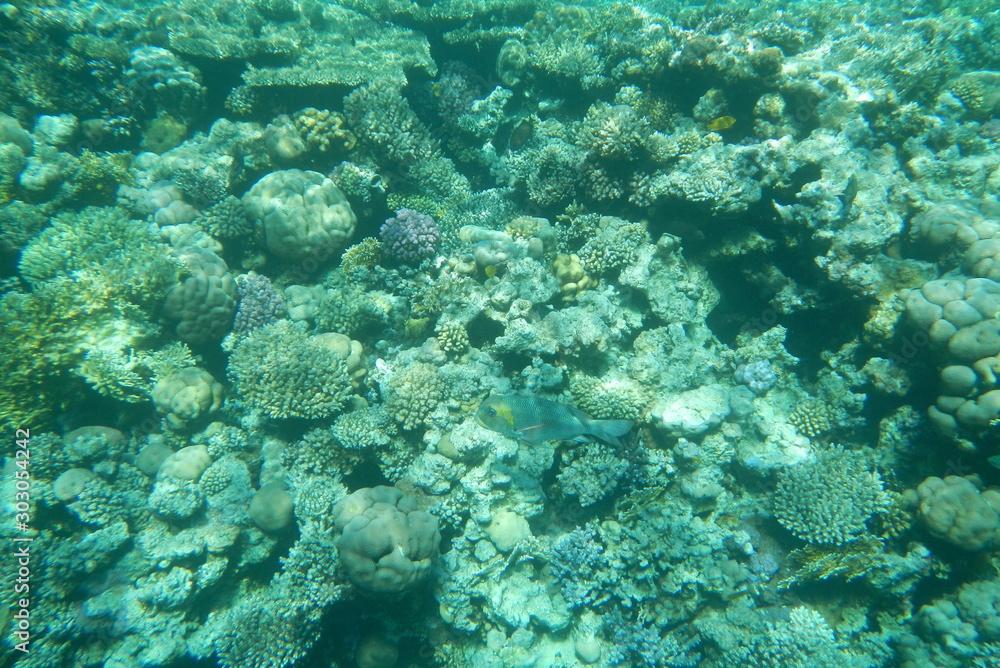 Colorful tropical fish swim among corals in the Red Sea, Egypt