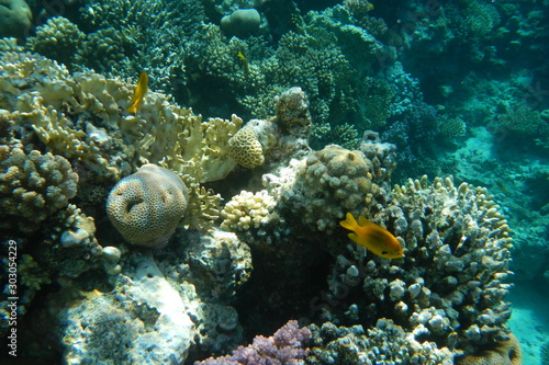 Fototapeta Naklejka Na Ścianę i Meble -  Colorful tropical fish swim among corals in the Red Sea, Egypt