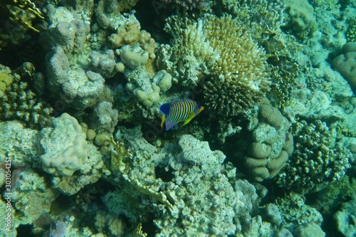 Colorful tropical fish swim among corals in the Red Sea, Egypt