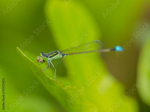 Close-up a Narrow-winged Damselfy Odonata (Coenagrionidae) perching and eating on green blade leaf with green nature blurred background.