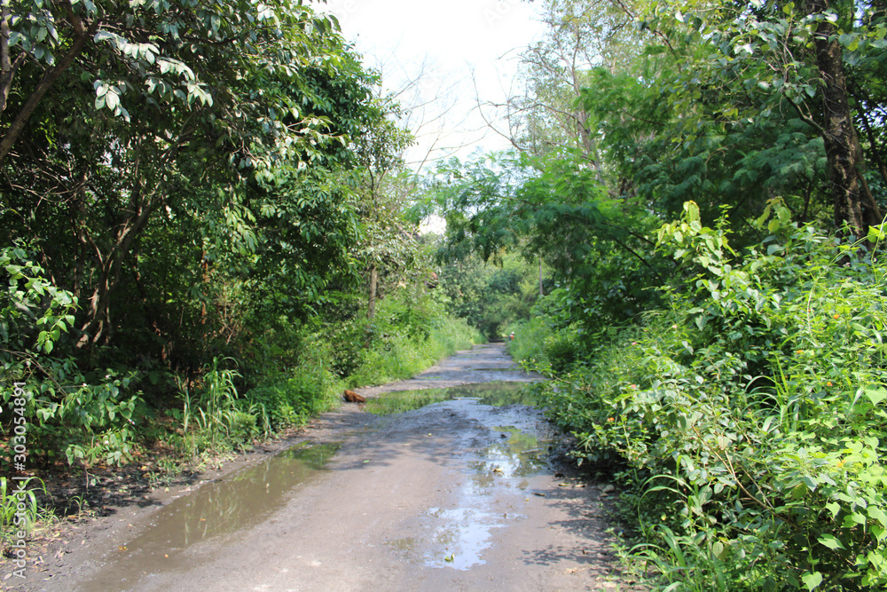 Obraz premium river in the forest