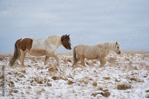 Fototapeta Naklejka Na Ścianę i Meble -  Wild Welsh Mountain Ponies in the Snow