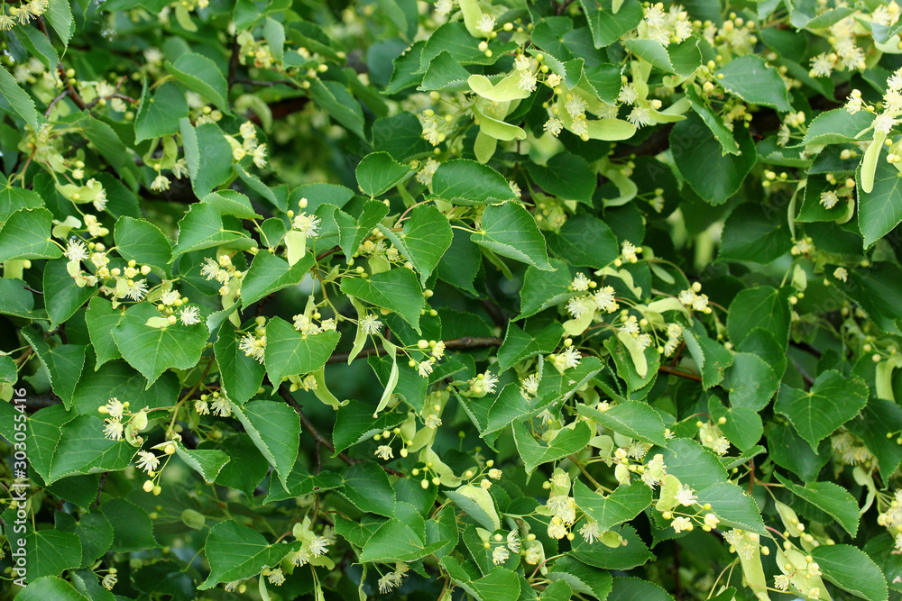 flowering Linden. green background with branches and inflorescences flowering Linden. green background with branches and inflorescences