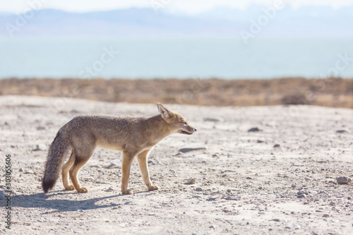 Fox in Patagonia © Galyna Andrushko