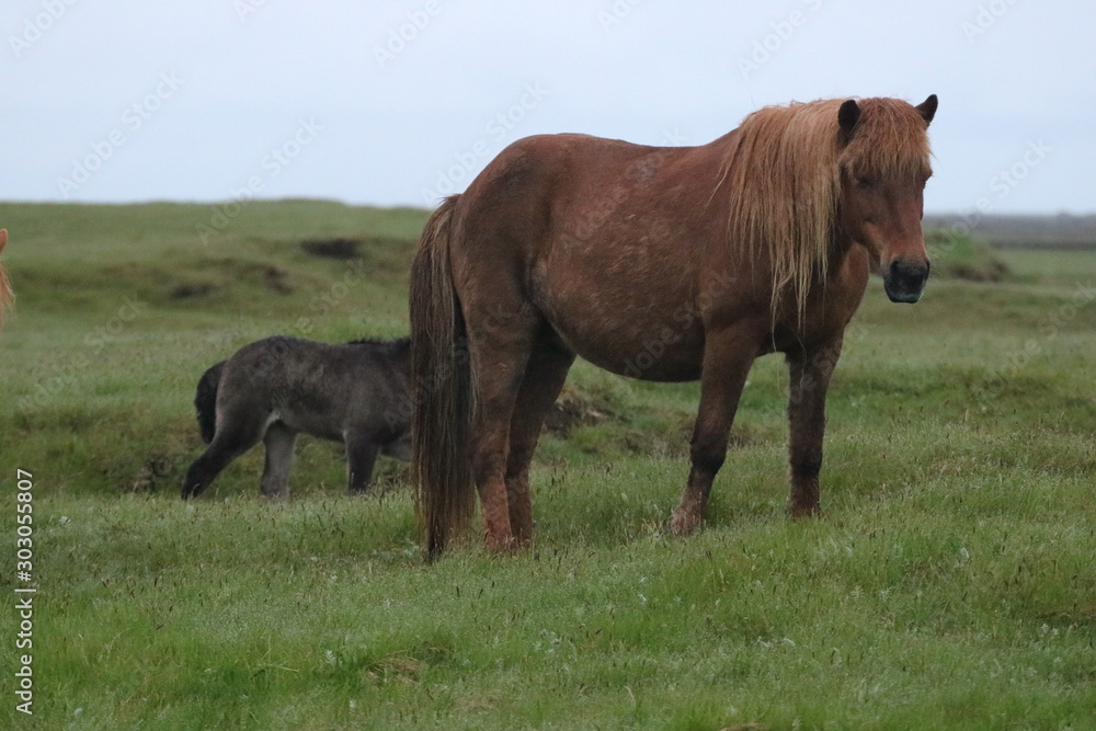 Fototapeta premium Icelandic Horse