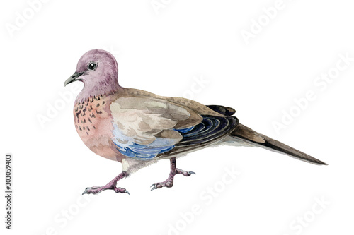 Pink spotted pigeon watercolor illustration. Asian common bird, wood dove, hand drawn image. Wild beautiful pigeon isolated on white background.