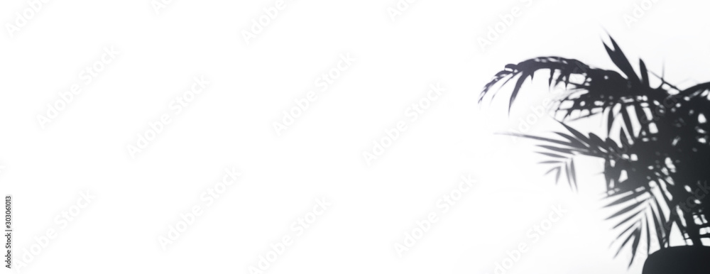 Shadow from a palm tree on a white background. Copy Spase Banner