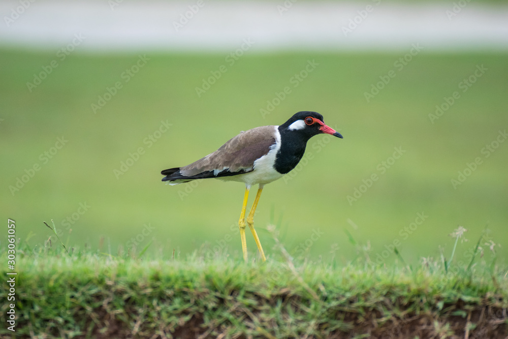 The red-wattled lapwing (Vanellus indicus) is an Asian lapwing or large plover on green background The red-wattled lapwing (Vanellus indicus) is an Asian lapwing or large plover on green background