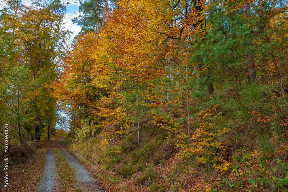 Obraz premium The colorful autumn in Black Forest / Schwarzwald, Germany