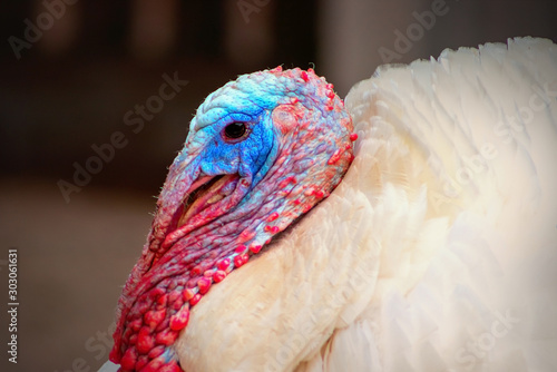 Portrait of a white turkey male or gobbler closeup on a blur  background