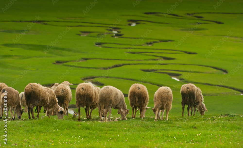 Fototapeta premium flock of sheep
