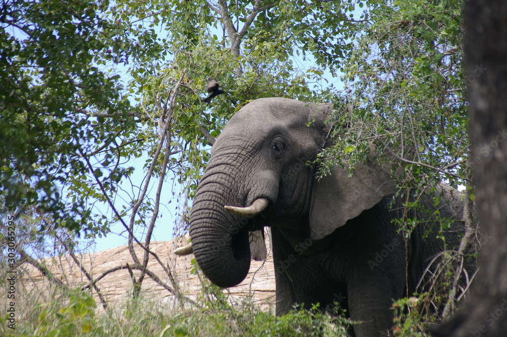 Fototapeta premium elephant in kruger national park south africa