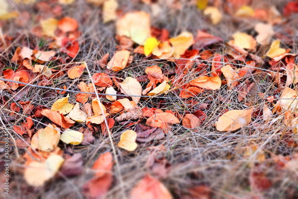 Autumn forest. Morning forest with yellow and red leaves. Autumn forest. Morning forest with yellow and red leaves.