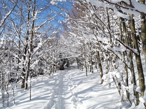 winter in the forest