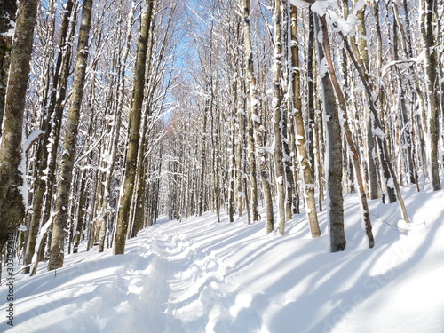 path in winter forest in France