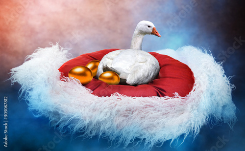 Fotografija White goose laying golden eggs in a fancy nest
