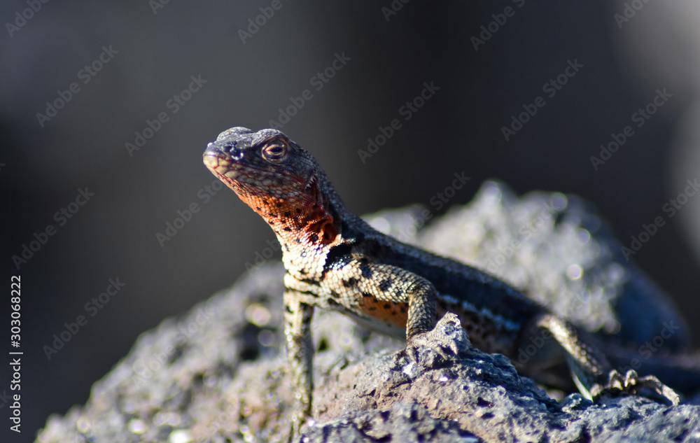 Fototapeta premium Lava Lizard