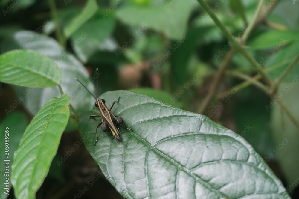 bug on a leaf bug on a leaf