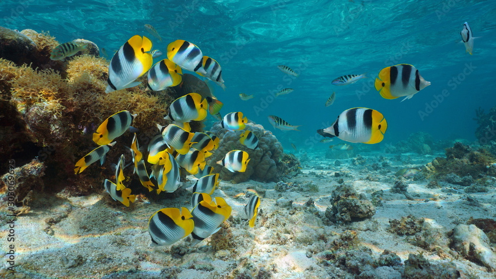 Pacific ocean, French Polynesia, shoal of colorful tropical fish (Pacific double-saddle butterflyfish) underwater in the lagoon of Bora Bora, Oceania - obrazy, fototapety, plakaty 