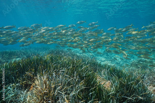 Fish schooling (Sarpa Salpa) with seagrass (Posidonia oceanica) underwater in Mediterranean sea, Spain, Catalonia, Costa Brava, Roses