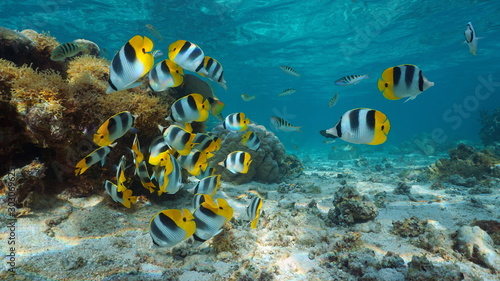 Pacific ocean, French Polynesia, shoal of colorful tropical fish (Pacific double-saddle butterflyfish) underwater in the lagoon of Bora Bora, Oceania