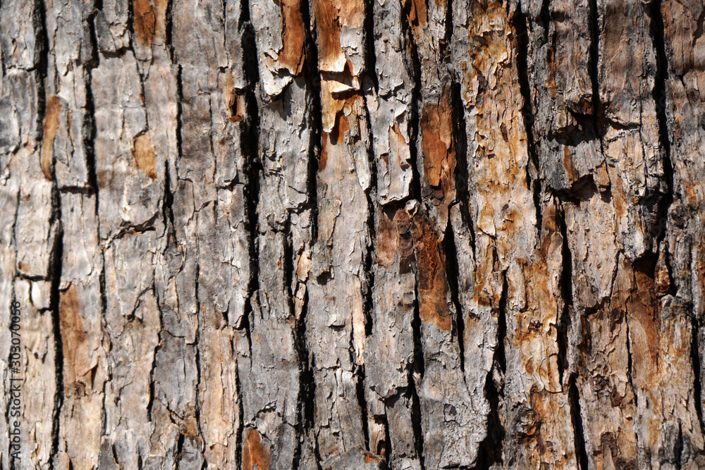 Rough texture of old tree bark - brown surface background Rough texture of old tree bark - brown surface background