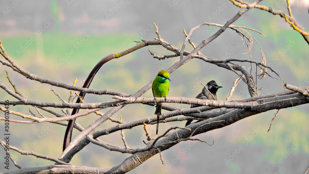 Birds on branches Birds on branches