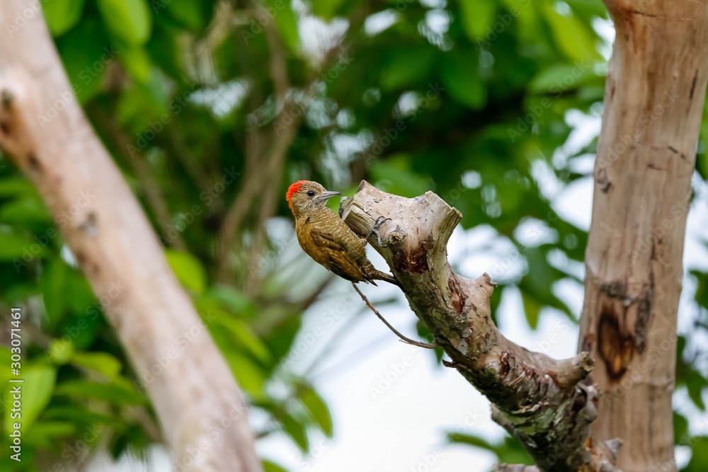 Little Woodpecker foraging in a tree branch, Pantanal Wetlands, Mato Grosso, Brazil Little Woodpecker foraging in a tree branch, Pantanal Wetlands, Mato Grosso, Brazil