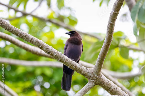 Close up of a Purplish Jay perched on a bare branch against green background, Pantanal Wetlands, Mato Grosso, Brazil