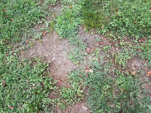 green grass or lawn with dead or diseased brown patch