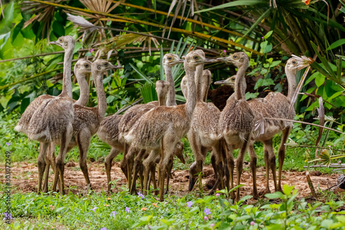 Close up of a group of Nandu or Rhea chicks in natural habitat, Pantanal Wetlands, Mato Grosso, Brazil