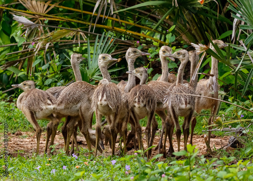 Close up of a group of Nandu or Rhea chicks in natural habitat, Pantanal Wetlands, Mato Grosso, Brazil