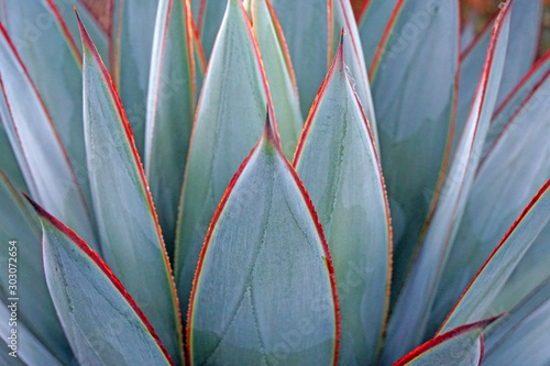 Macro Green succulent plants surface - texture background 