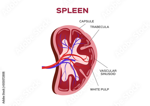 spleen vector anatomy / organ photo