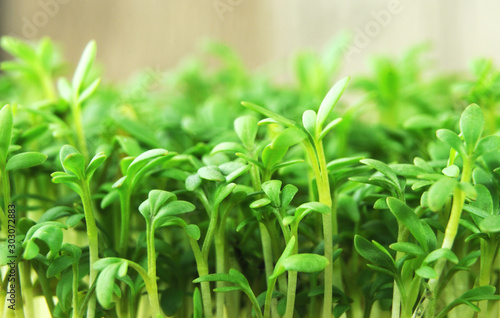 fresh green sprouts of cultivated garden cress photo