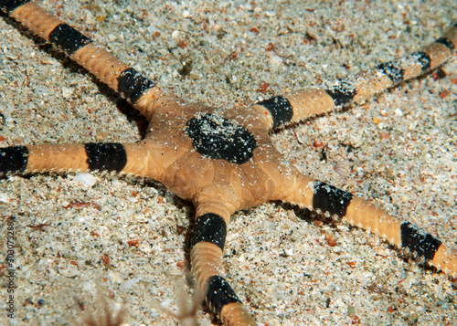 starfish on the sea bottom