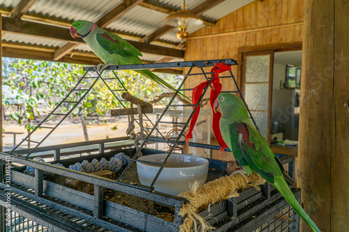 two green parrots sitting on a cage in the north of Australia photo