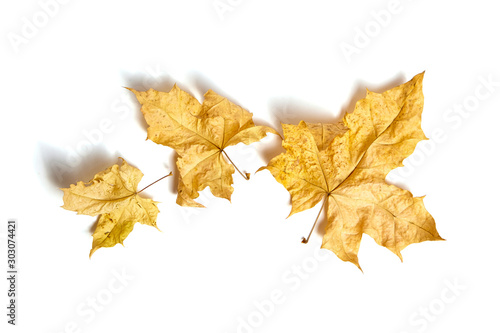 Three yellow autumn maple leaves isolated on white background. Dry fall foliage