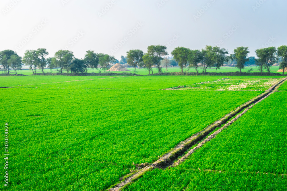 Landscape View Of Wheat FIelds Landscape View Of Wheat FIelds