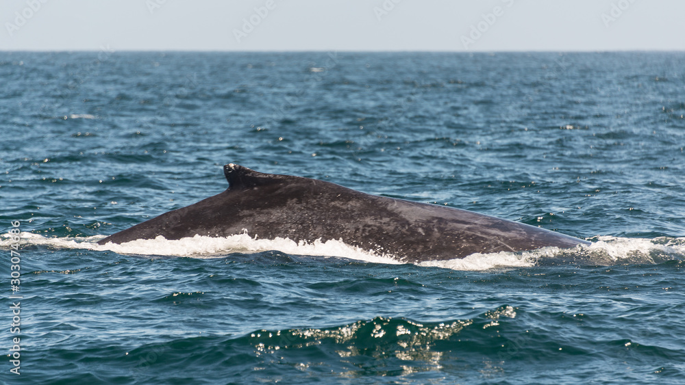 Obraz premium Buckelwal