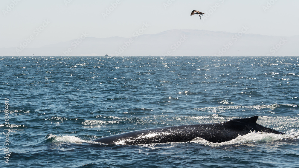 Fototapeta premium Buckelwal